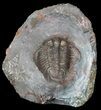 Huge, Cyphaspides Trilobite - Jorf, Morocco #62658-3
